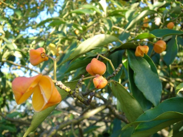 Euonymus myrianthus fruit